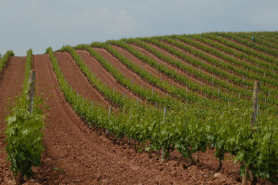 Archivo:Viñedo-Rioja-30-abril-1-.jpg
