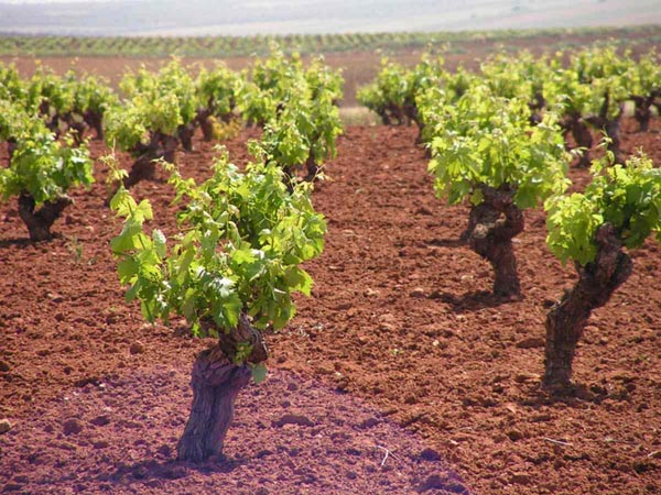 Archivo:Vina-parabola.jpg